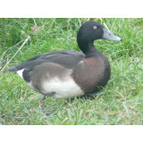 Baers Pochard